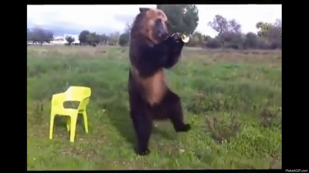 Animated gif dancing bear wives party