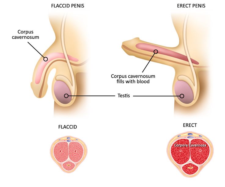 Flaccid and erect penis