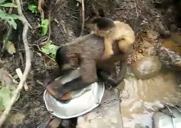 Monkey sex with women